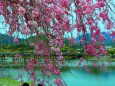 桜の嵐山