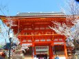 桜の八坂神社