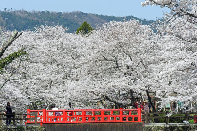 待ち遠し 桜の季節2