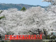 待ち遠し 桜の季節2