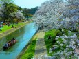 桜の岡崎城公園