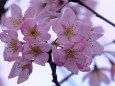 陽光桜が五分咲き