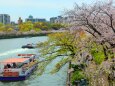 桜の大阪城公園