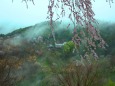 桜の吉野