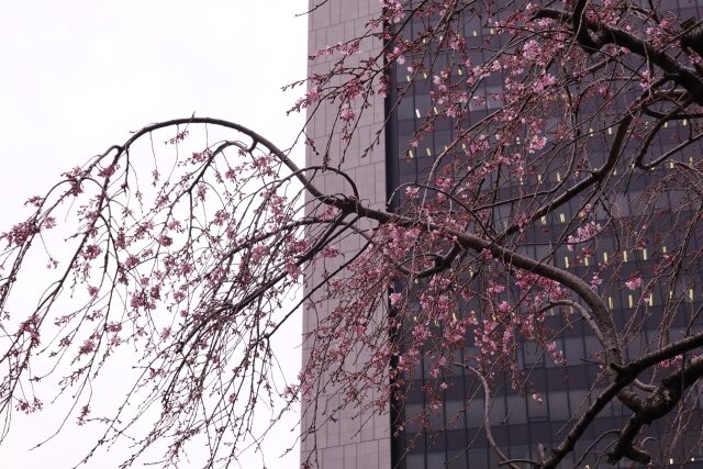 銀座の枝垂れ桜