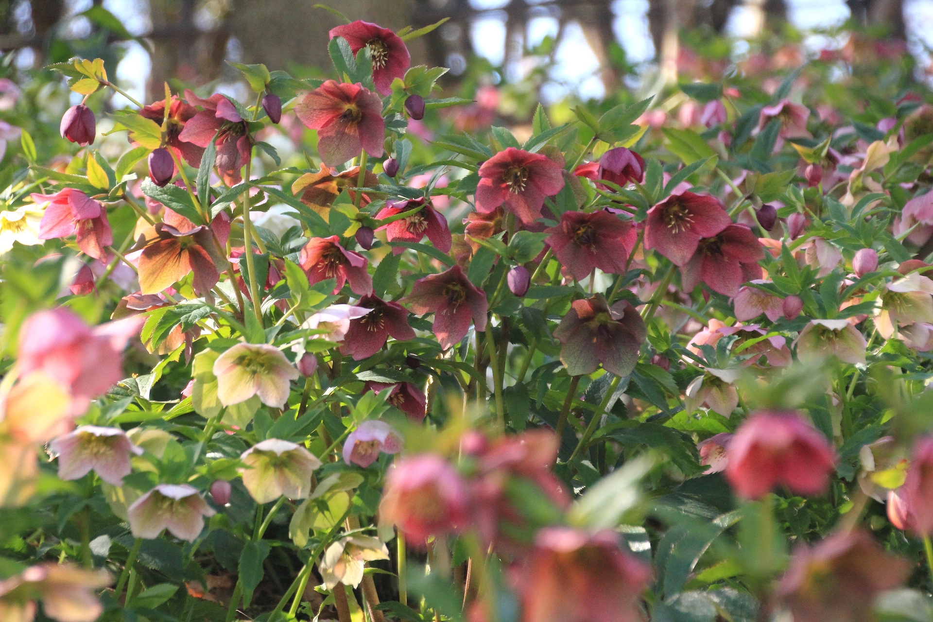 花 植物 クリスマスローズ 壁紙19x1280 壁紙館