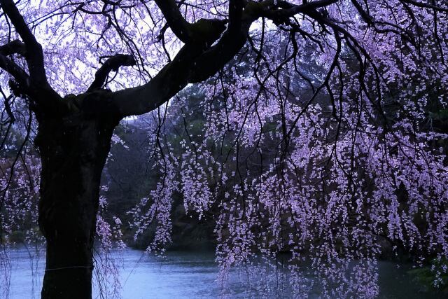 下の池と枝垂桜