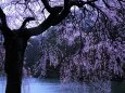下の池と枝垂桜