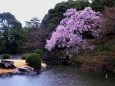 桜咲く玉藻池