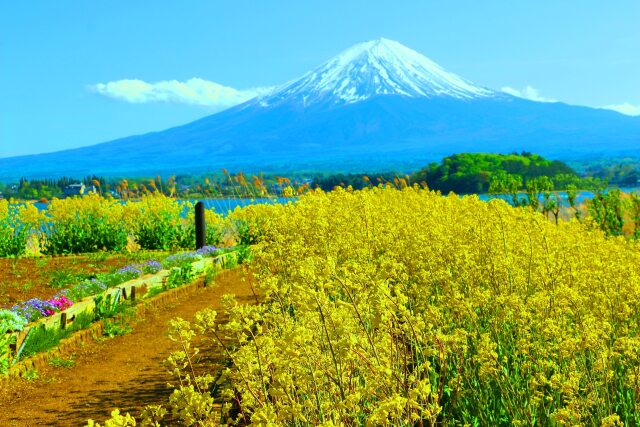 お花畑と富士山