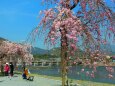 桜の渡月橋