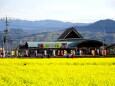 道の駅の菜の花