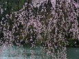 下ノ池と枝垂れ桜