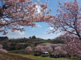 満開の春めき桜
