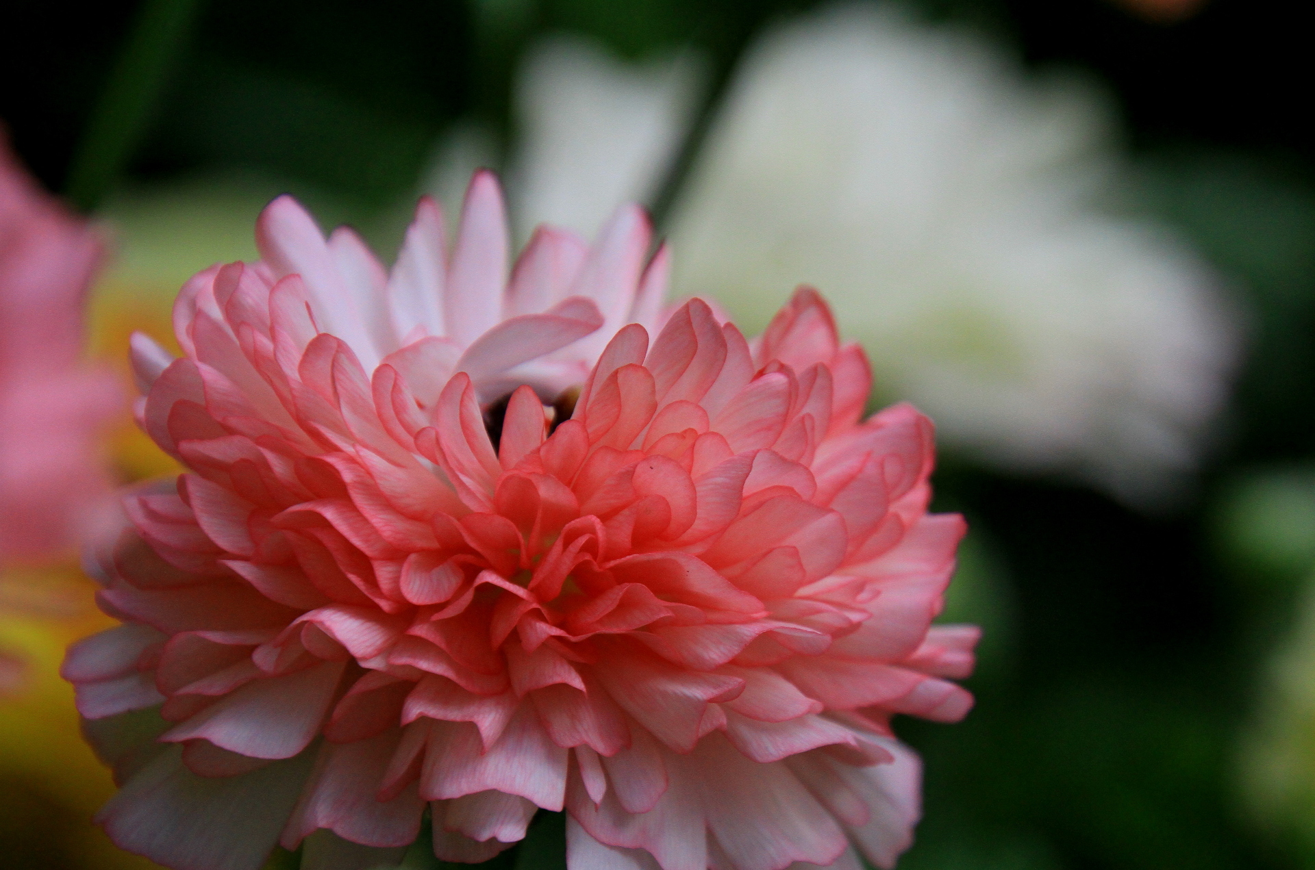 花 植物 フリフリ お花 壁紙19x1271 壁紙館 花 植物 フリフリ お花 壁紙19x1271 壁紙館