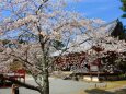 桜の醍醐寺