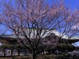 総持寺千年の桜