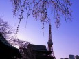 東京タワーと枝垂桜