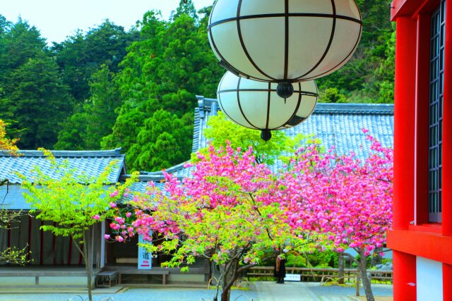 桜の鞍馬