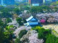 桜の名古屋城