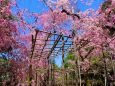 桜の平安神宮