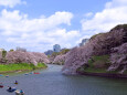 今年の花見は？