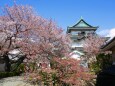 桜の和歌山城