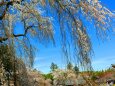 桜の醍醐寺