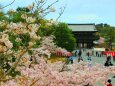 桜の仁和寺