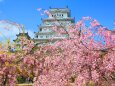 桜の姫路城