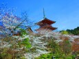 春の清水寺