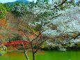 桜の醍醐寺