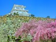 桜の姫路城