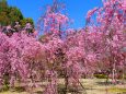 桜の平安神宮