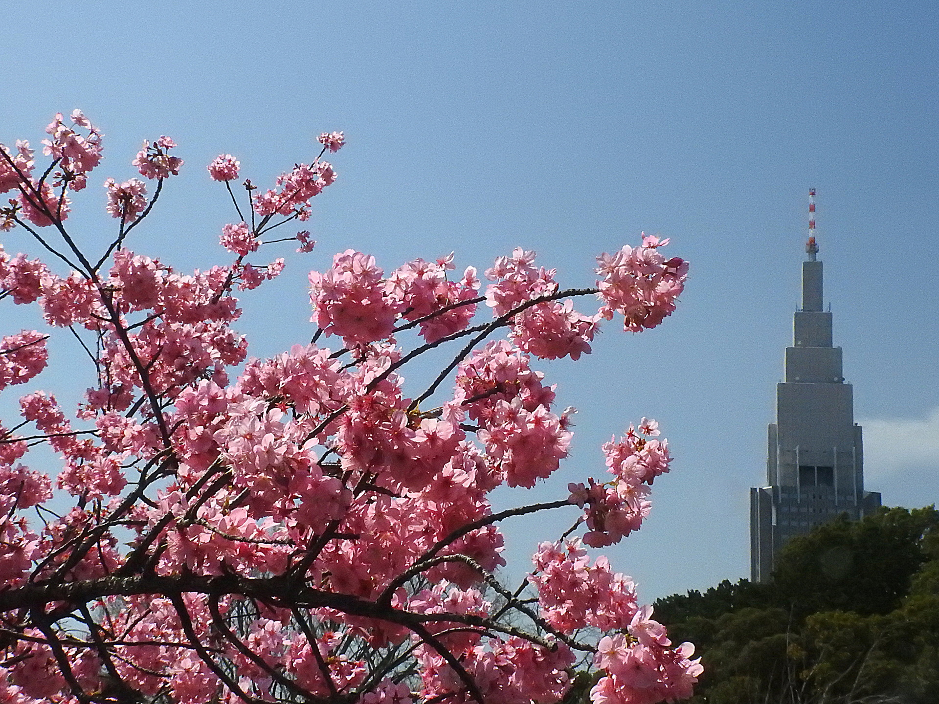 日本の風景 横浜緋桜とドコモタワー 壁紙19x1440 壁紙館