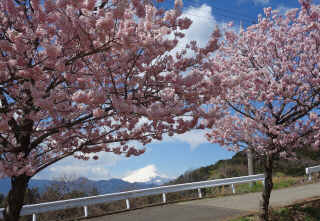 富士山と春めき桜