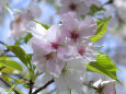 ソトオリヒメ桜