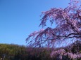 青い空に桜