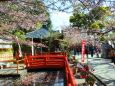 桜の紀三井寺