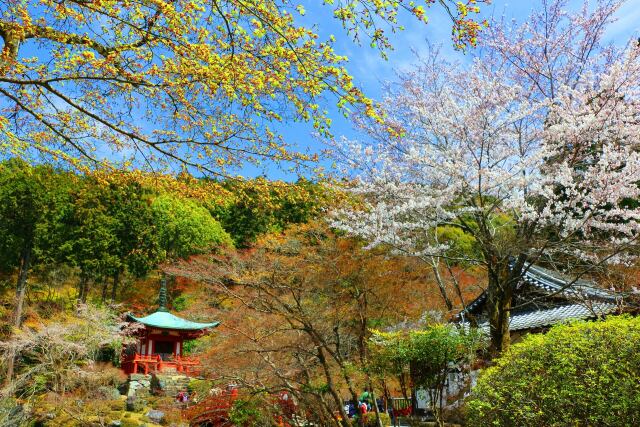 桜の醍醐寺