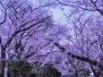 玉川上水緑道の桜