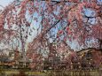 桜の祇園