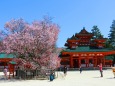 桜の平安神宮