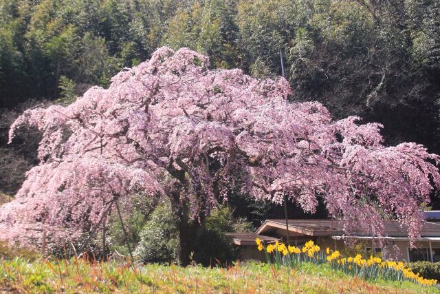 民家の庭先に咲く垂れ桜