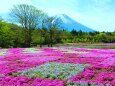 本栖湖芝桜と富士山