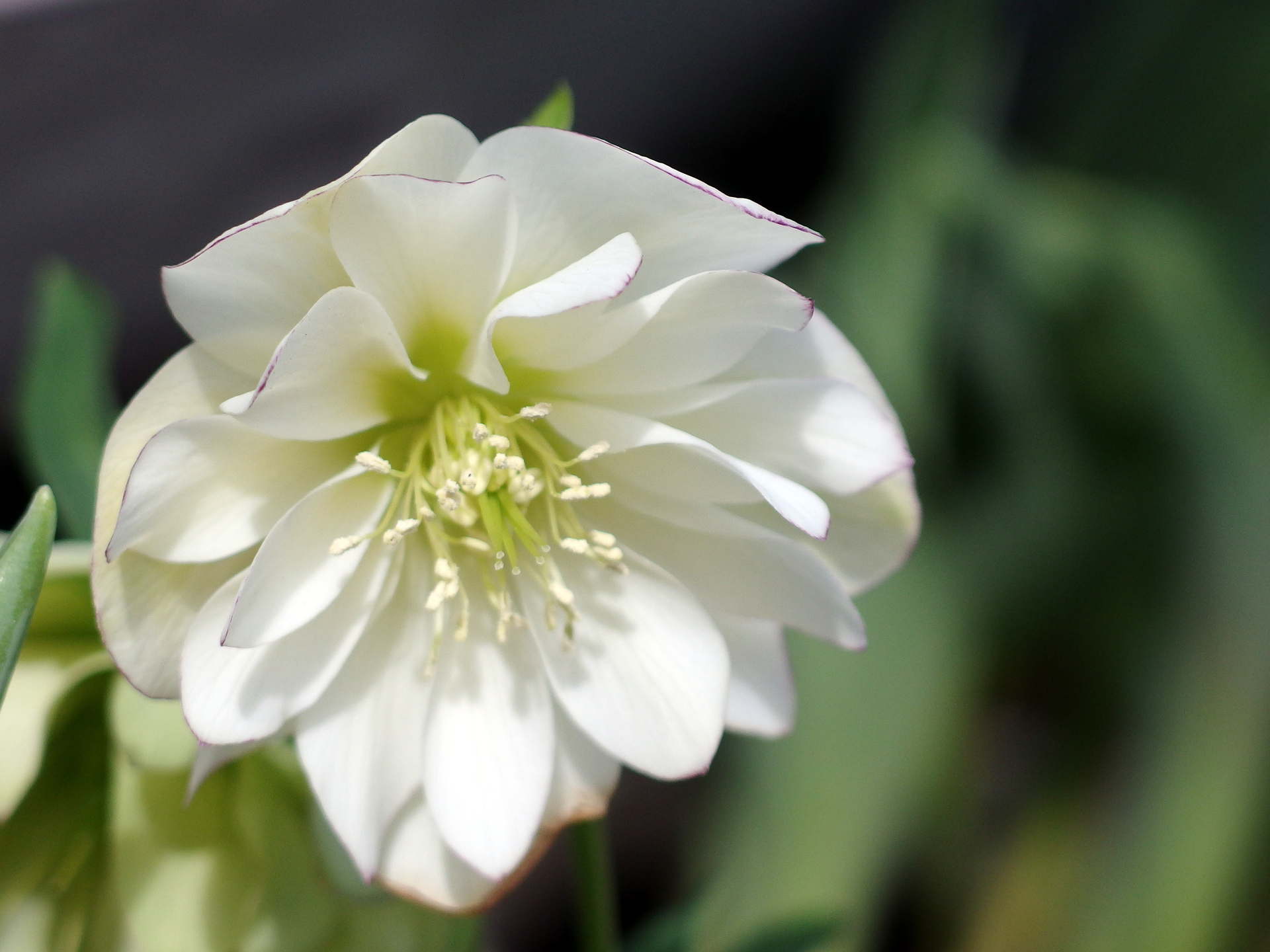 花 植物 八重クリスマスローズ 壁紙19x1440 壁紙館