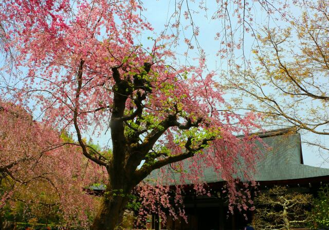 桜の天龍寺