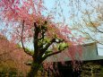 桜の天龍寺