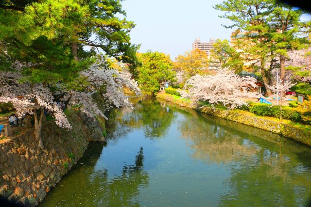 桜の岡崎城公園