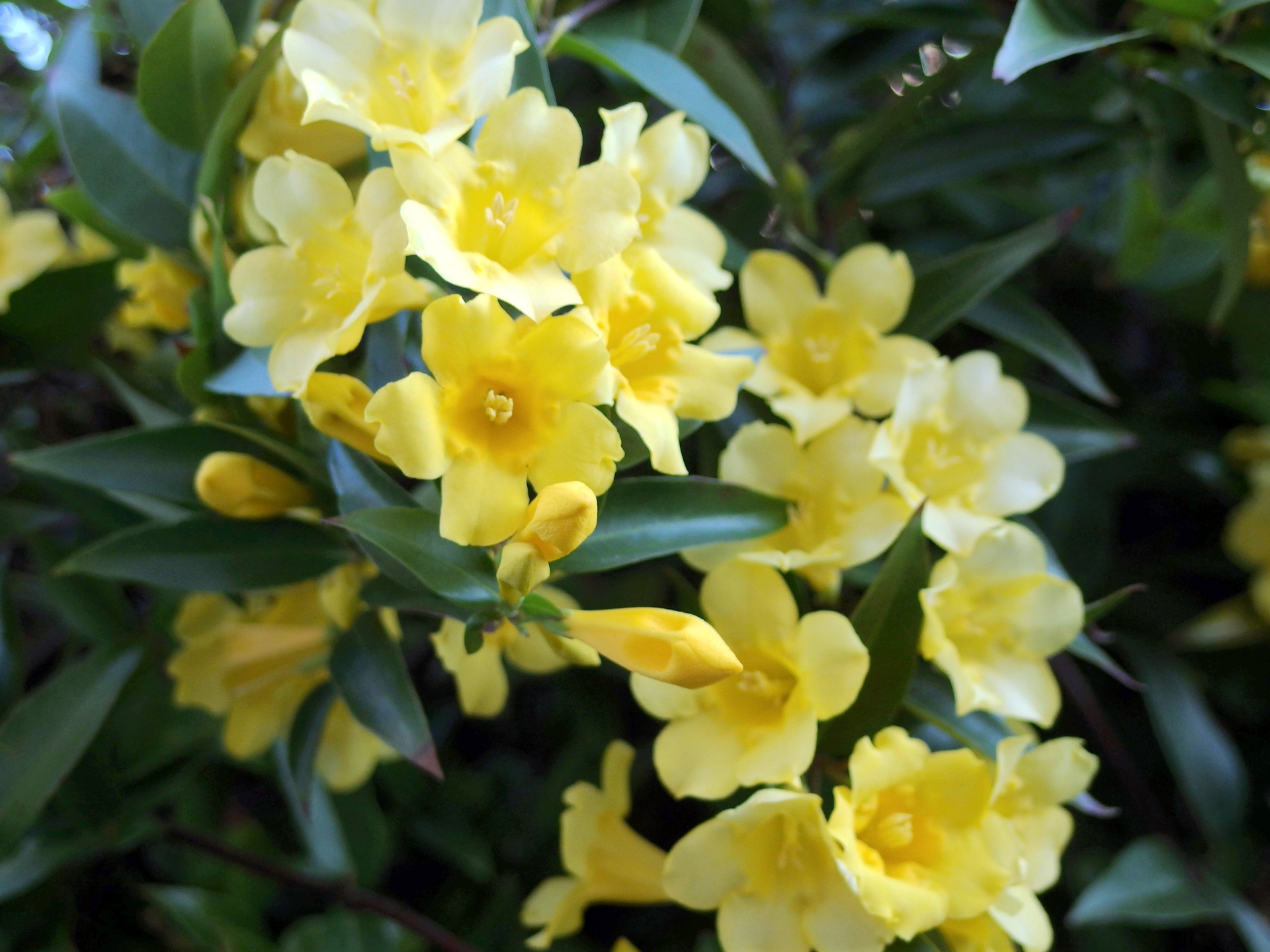 花 植物 カロライナジャスミン 壁紙19x1440 壁紙館